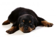 Purebred Rottweiler Puppies
