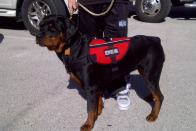 Jacksonville Rottweiller Breeder - KetelHaus' Rottweilers - FloridaRottweilers.com