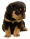 Rottweiler Puppies